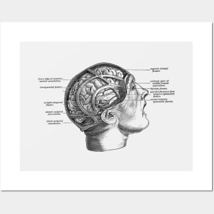 Fissure Focused Brain Diagram - Vintage Anatomy Posters and Art